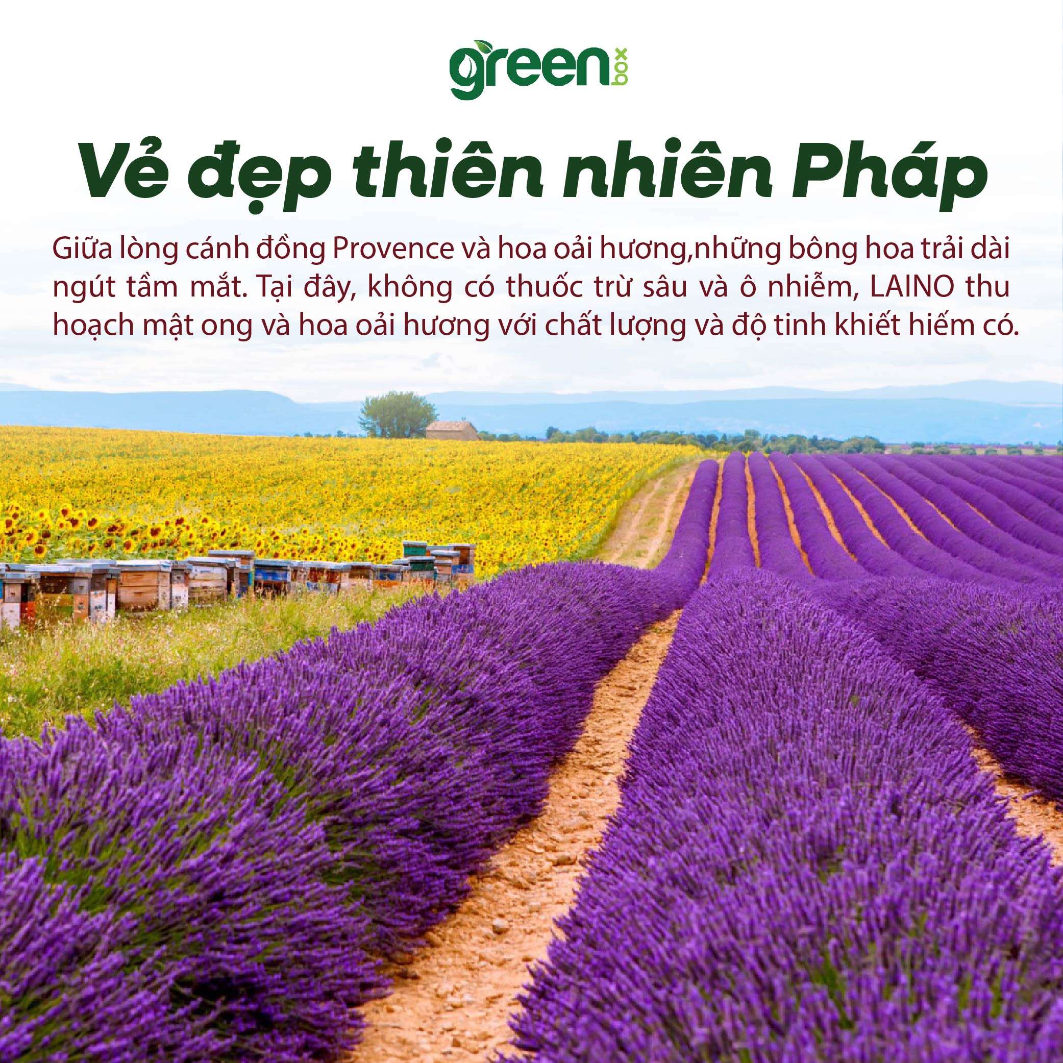 Serum dưỡng ẩm chuyên sâu Laino Pháp ngăn ngừa lão hóa cấp ẩm 24h cho da nhạy cảm 95% tự nhiên chứa HA và chiết xuất oải hương mật ong, hộp/chai 30ml